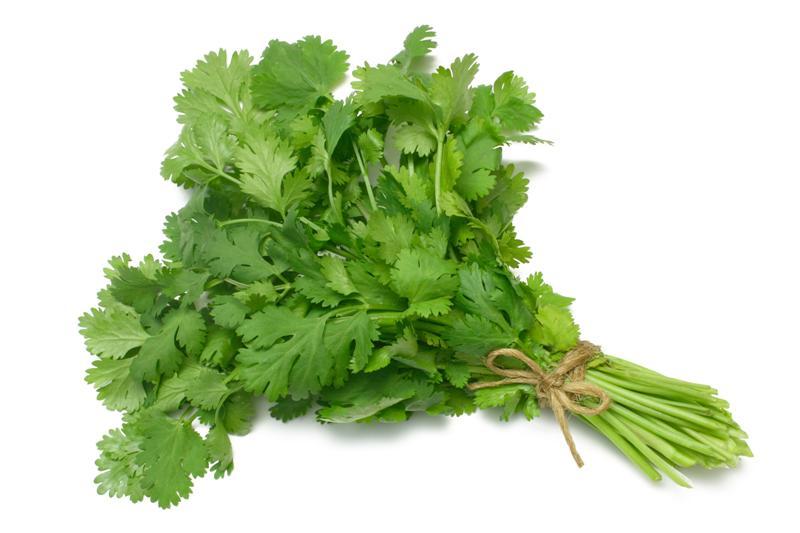 Fresh Cut Coriander