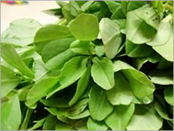 कसूरी मेथी के पत्ते