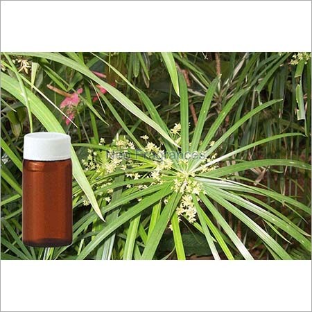 साइप्रियोल तेल