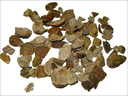 टर्मिनलिया चेबुला स्किन सीडलेस