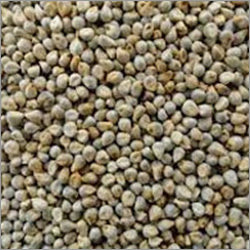 Normal Millet (Green)