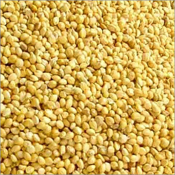 Millet (Bajara) - Dried Yellow Grains | Hygienically Packed for Human Consumption & Livestock Feed