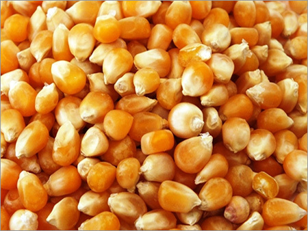 Common Hybrid Yellow Corn