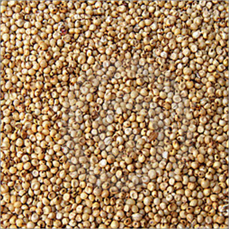 Sorghum Grains - Dried Texture, Normal Cultivation Type | Premium Quality Varieties for Versatile Use
