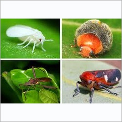 डायफेंथ्यूरॉन कीटनाशक