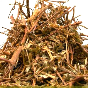 फिलांथस निरुरी