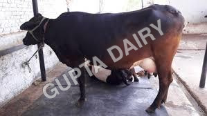 Tharparkar Cow - Color: Brown