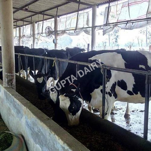 काली सफेद दूध देने वाली गायें
