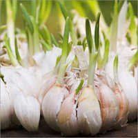 Fresh Garlic