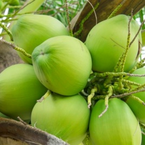हरे नारियल