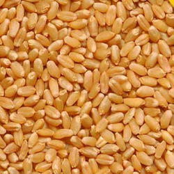 Cross Wheat