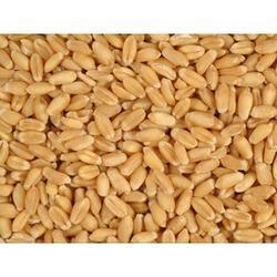 Lokwan Wheat