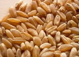 Malawraj Wheat