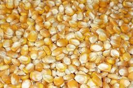 Yellow Maize