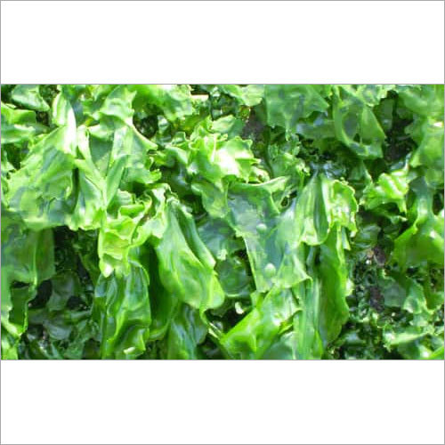 समुद्री शैवाल उत्प्रेरक अनुप्रयोग: कृषि