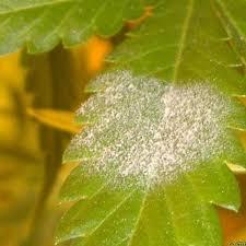 POWDERY MILDEW CONTROL