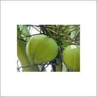 Coconut Water Processing Service