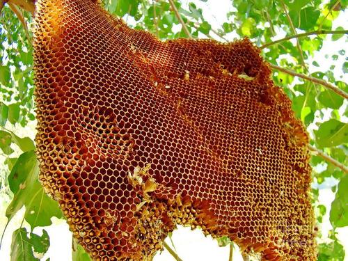 Raw Wild Honey