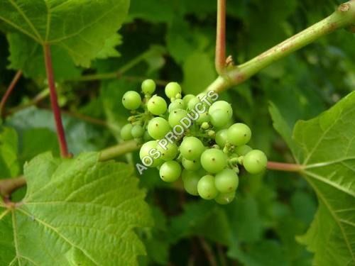 Grape Seed Oil Ingredients: Herbal Extract