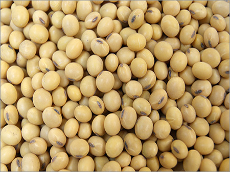 Cream Soybean Seed