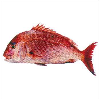 लाल समुद्री ब्रीम मछली