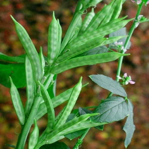 ग्वार गम