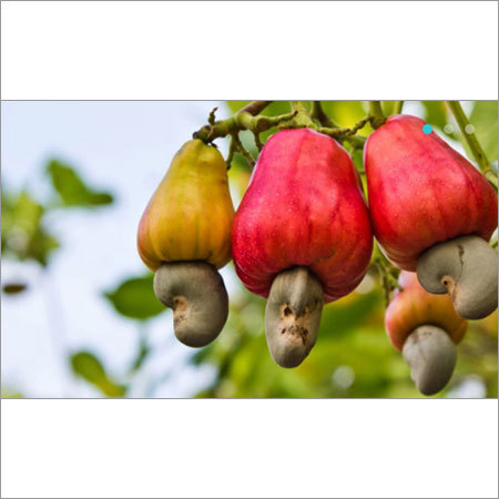 Cashew Nuts