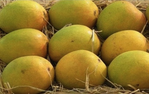 आल्फोंसो आम