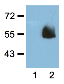 Anti-HA Tag (HA.C5) Monoclonal Antibody price @ 13000 only for 100 ug and price @7000 for 50ug