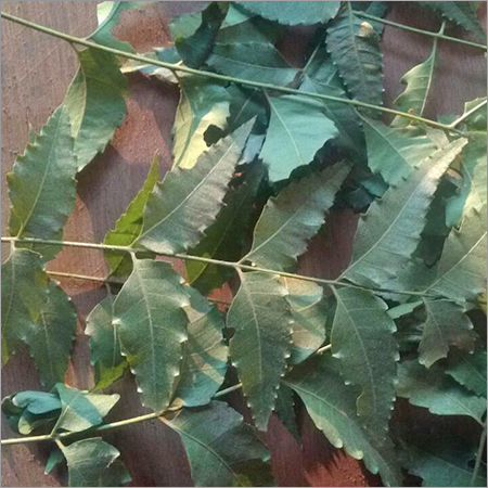 नीम के पत्ते