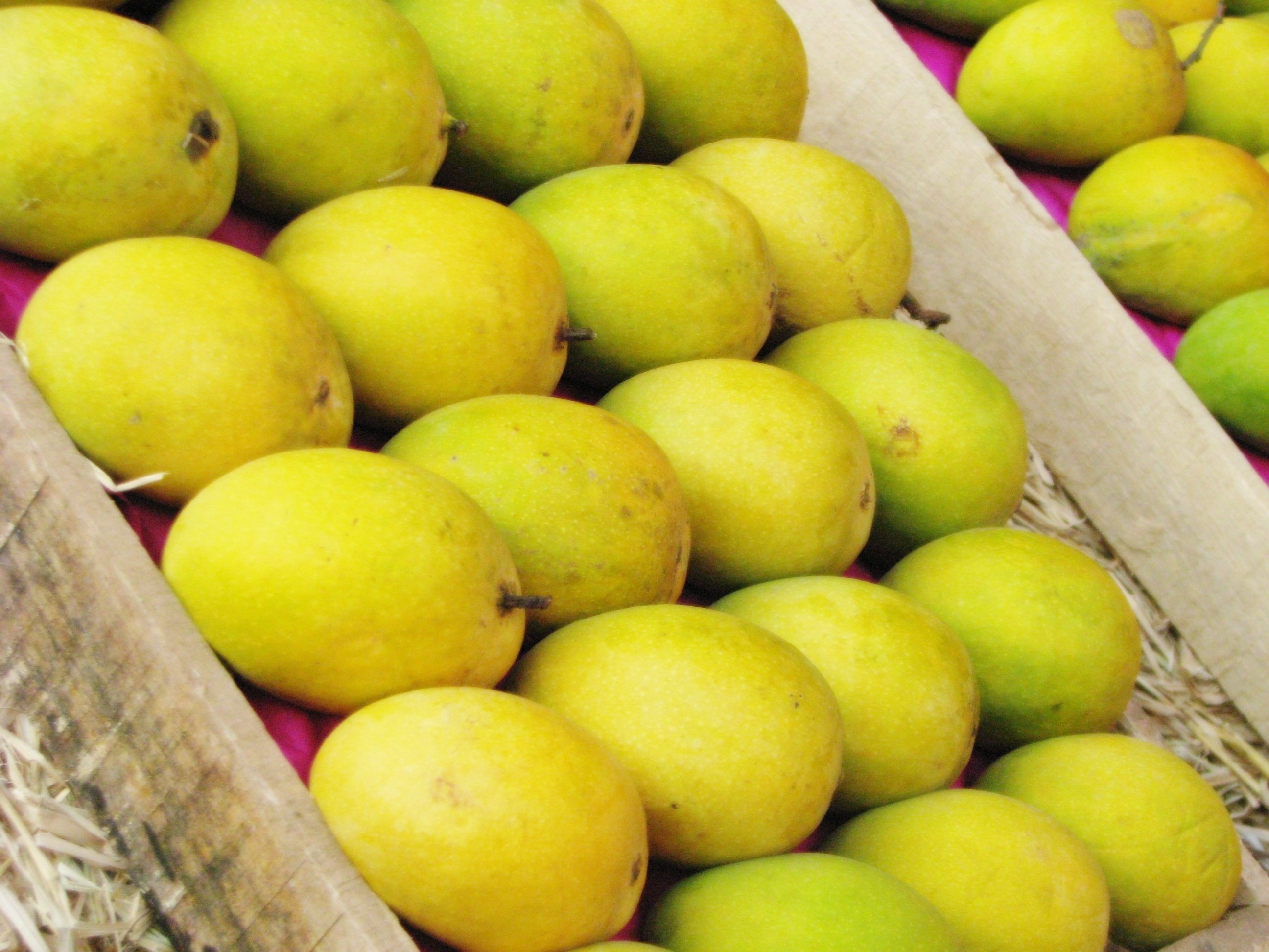 Alphonso Mangoes
