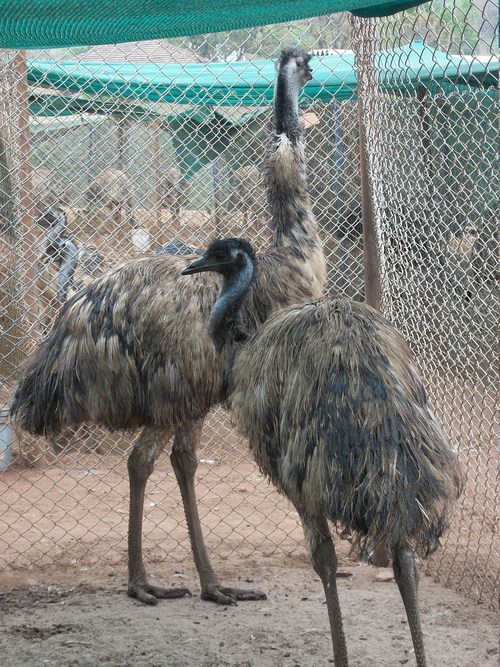 एमू पक्षी