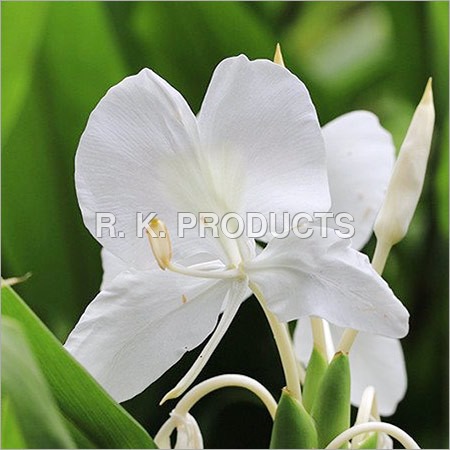 अदरक लिली तेल