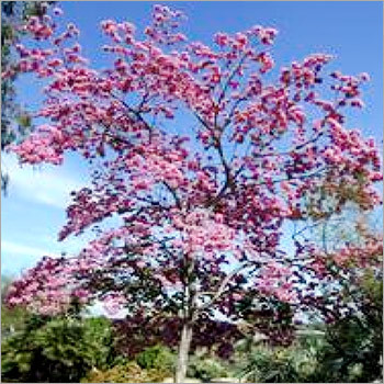 Tabocia Rocia Tree Tabebuia Rosea Tree - Pink Flowers, Medicinal Properties, Easy Care ...