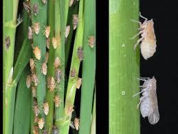 Bph Protector - Liquid Insecticide | Fast-acting Systemic Action, Unique Mode Of Action, Effective Pest Control 