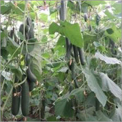 Yuksel Y-225 Cucumber Seeds