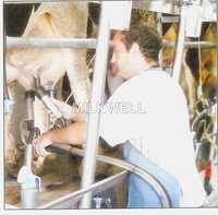 गाय मिल्किंग पार्लर बकरी