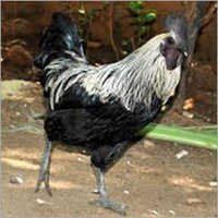 Kadaknath Black Hen