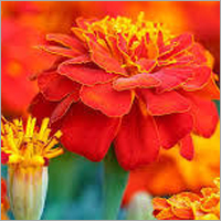 गेंदे का फूल