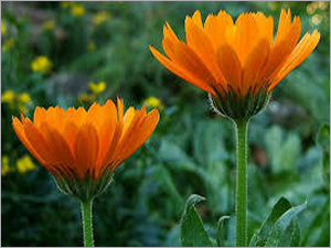 कैलेंडुला फूल