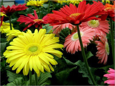 Gerbera Flower