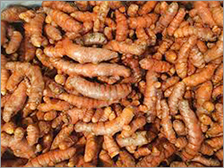 जैविक कच्चा हलदी