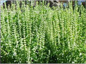 ऑर्गेनिक तुलसी प्लांट