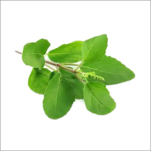 जैविक तुलसी के पत्ते