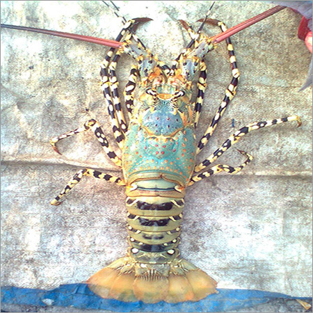 मरीन लॉबस्टर