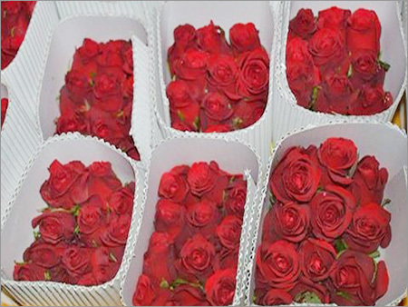 ताजा लाल गुलाब