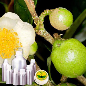 Green Tea Absolute Oil