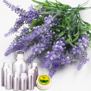 Lavender Absolute Extra Oil