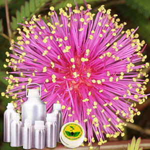 Mimosa Absolute Oil - Acaica Mirensi Extract | Pure Essential Oil for Aromatherapy, Skin Care, and Natural Fragrance