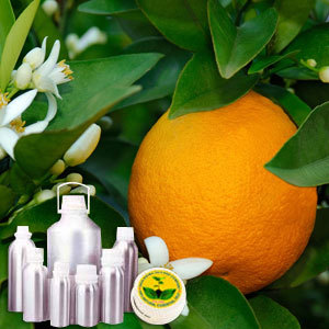 Orange Blossom Absolute Oil - CAS #8016-38-4, Yellow to Amber Clear Liquid, Solvent Extracted from Flowers | Aromatic Floral Profile for Perfumery Applications